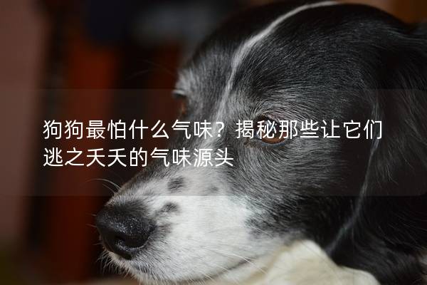 狗狗最怕什么气味？揭秘那些让它们逃之夭夭的气味源头