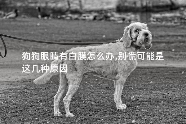 狗狗眼睛有白膜怎么办,别慌可能是这几种原因