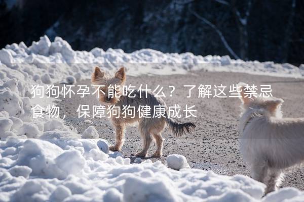 狗狗怀孕不能吃什么？了解这些禁忌食物，保障狗狗健康成长