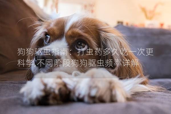 狗狗驱虫指南：打虫药多久吃一次更科学,不同阶段狗狗驱虫频率详解