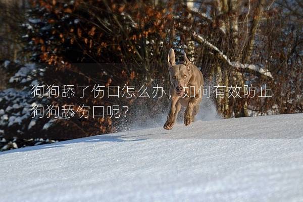 狗狗舔了伤口怎么办，如何有效防止狗狗舔伤口呢？