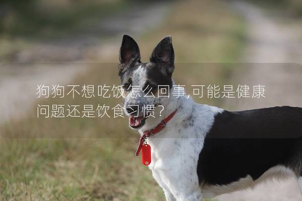 狗狗不想吃饭怎么回事,可能是健康问题还是饮食习惯？