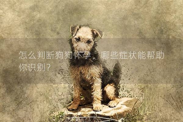 怎么判断狗狗怀孕，哪些症状能帮助你识别？