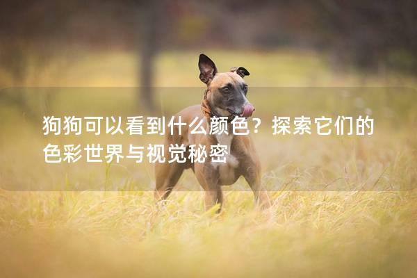狗狗可以看到什么颜色？探索它们的色彩世界与视觉秘密