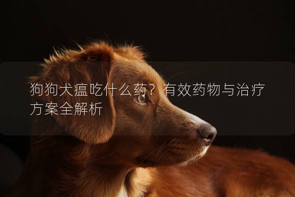 狗狗犬瘟吃什么药？有效药物与治疗方案全解析