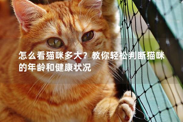 怎么看猫咪多大？教你轻松判断猫咪的年龄和健康状况