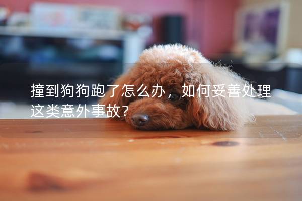撞到狗狗跑了怎么办，如何妥善处理这类意外事故？