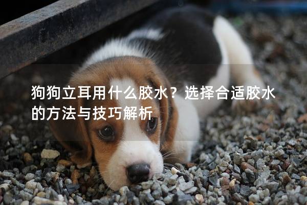 狗狗立耳用什么胶水？选择合适胶水的方法与技巧解析