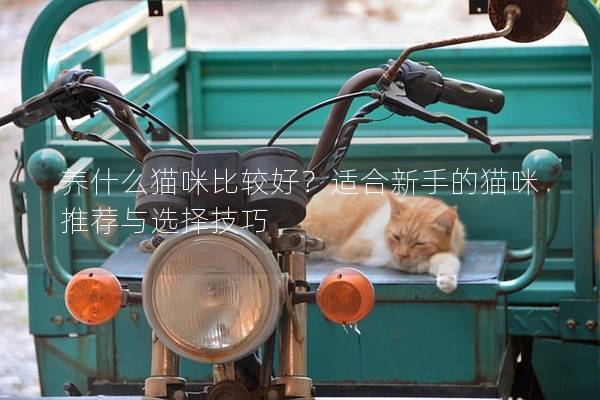 养什么猫咪比较好？适合新手的猫咪推荐与选择技巧