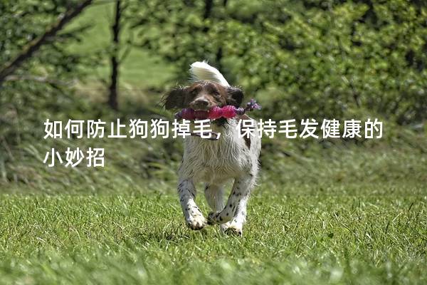 如何防止狗狗掉毛，保持毛发健康的小妙招