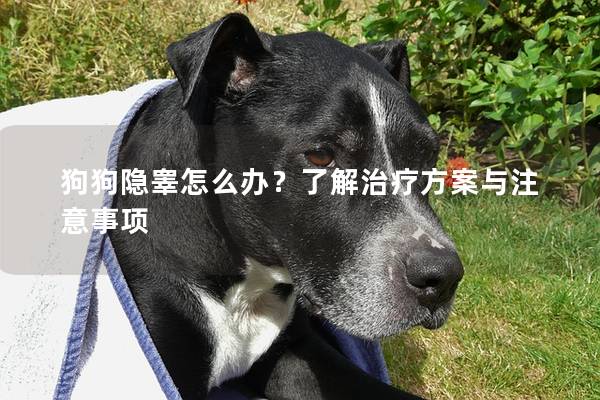 狗狗隐睾怎么办？了解治疗方案与注意事项