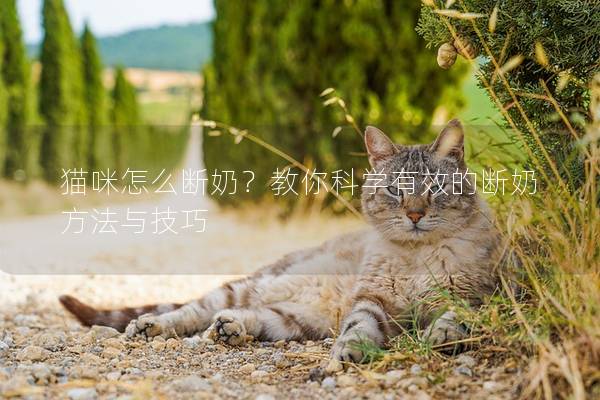猫咪怎么断奶？教你科学有效的断奶方法与技巧