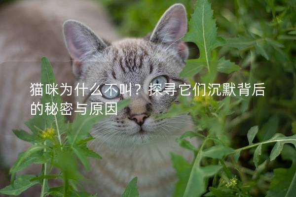 猫咪为什么不叫？探寻它们沉默背后的秘密与原因