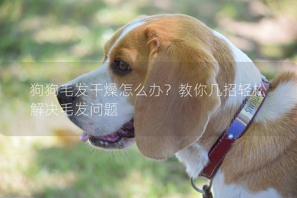 狗狗毛发干燥怎么办？教你几招轻松解决毛发问题