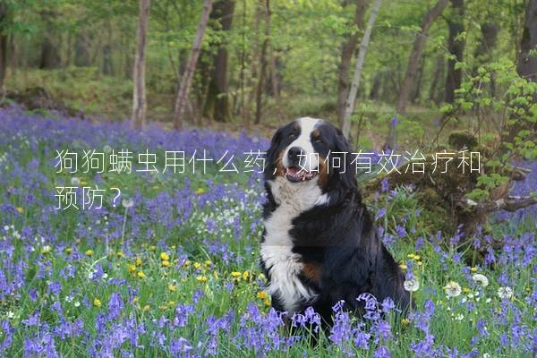 狗狗螨虫用什么药，如何有效治疗和预防？