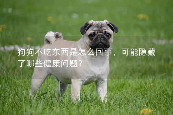 狗狗不吃东西是怎么回事，可能隐藏了哪些健康问题？