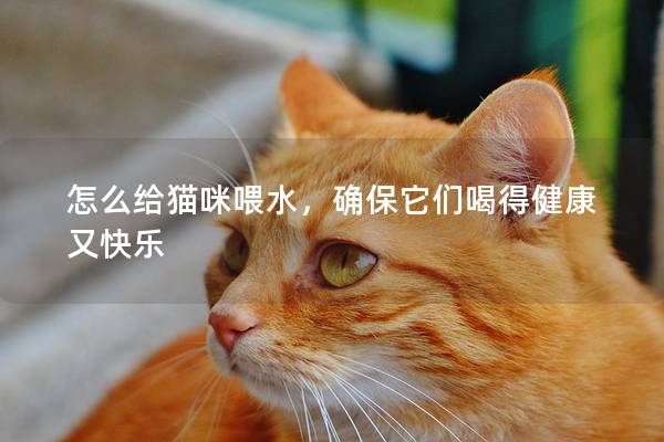 怎么给猫咪喂水，确保它们喝得健康又快乐