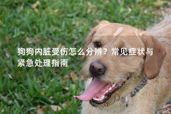 狗狗内脏受伤怎么分辨？常见症状与紧急处理指南