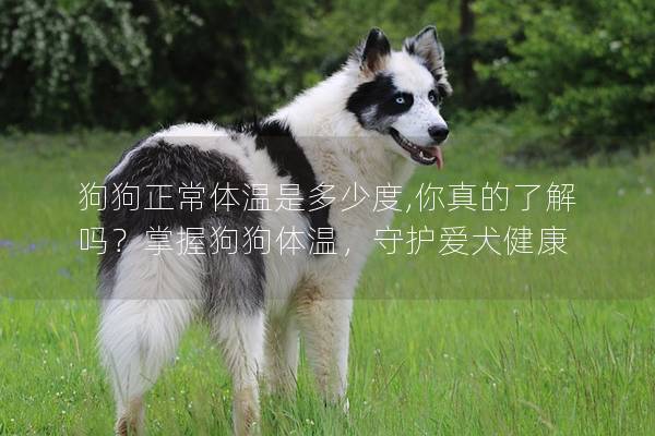 狗狗正常体温是多少度,你真的了解吗？掌握狗狗体温，守护爱犬健康