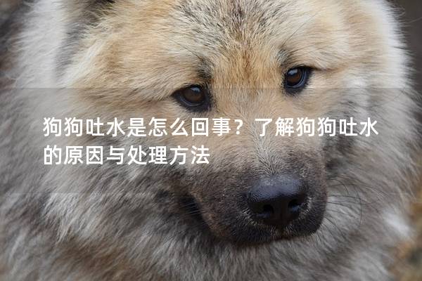狗狗吐水是怎么回事？了解狗狗吐水的原因与处理方法