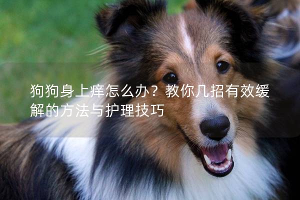 狗狗身上痒怎么办？教你几招有效缓解的方法与护理技巧