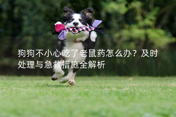狗狗不小心吃了老鼠药怎么办？及时处理与急救措施全解析