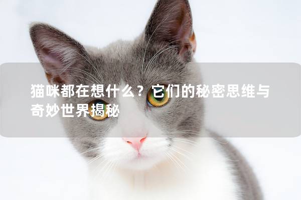 猫咪都在想什么？它们的秘密思维与奇妙世界揭秘