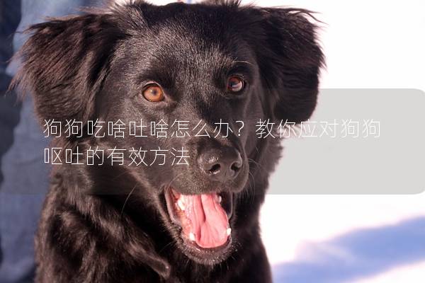 狗狗吃啥吐啥怎么办？教你应对狗狗呕吐的有效方法