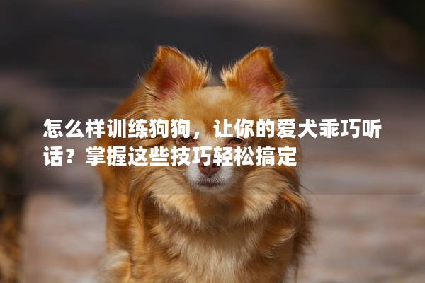 怎么样训练狗狗，让你的爱犬乖巧听话？掌握这些技巧轻松搞定
