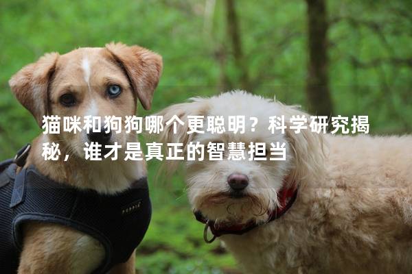猫咪和狗狗哪个更聪明？科学研究揭秘，谁才是真正的智慧担当