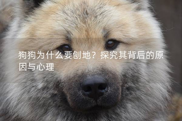 狗狗为什么要刨地？探究其背后的原因与心理