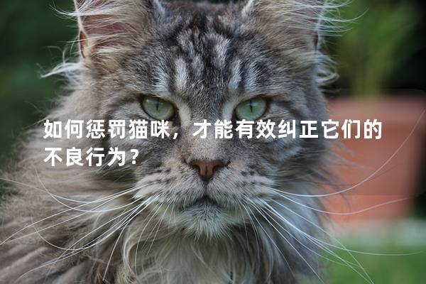 如何惩罚猫咪，才能有效纠正它们的不良行为？