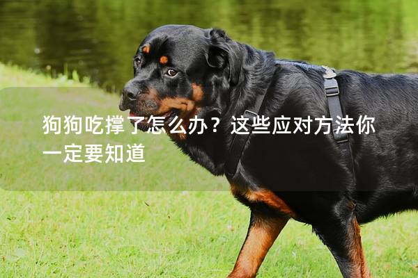 狗狗吃撑了怎么办？这些应对方法你一定要知道