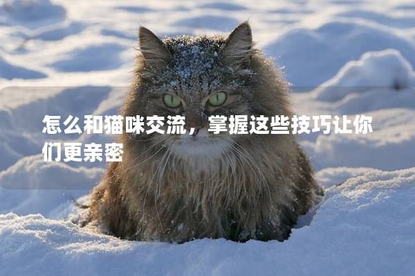 怎么和猫咪交流，掌握这些技巧让你们更亲密