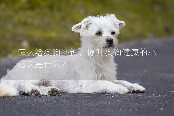怎么给狗狗补钙，提升狗狗健康的小秘诀是什么？