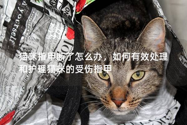 猫咪指甲断了怎么办，如何有效处理和护理猫咪的受伤指甲