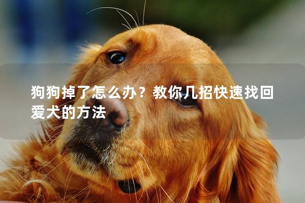 狗狗掉了怎么办？教你几招快速找回爱犬的方法