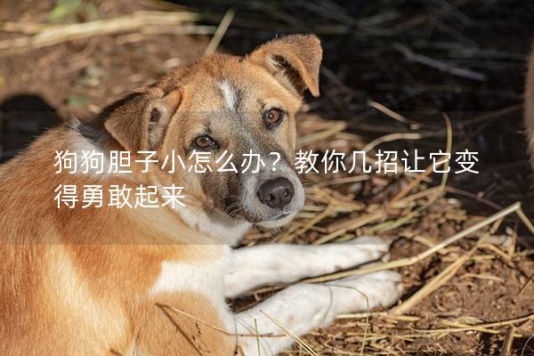 狗狗胆子小怎么办？教你几招让它变得勇敢起来