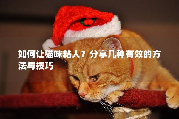 如何让猫咪粘人？分享几种有效的方法与技巧