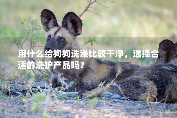 用什么给狗狗洗澡比较干净，选择合适的洗护产品吗？