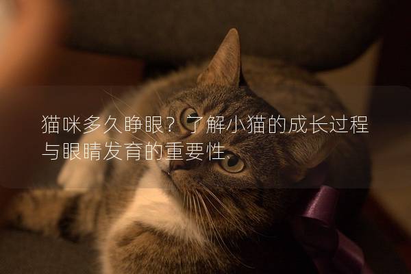 猫咪多久睁眼？了解小猫的成长过程与眼睛发育的重要性
