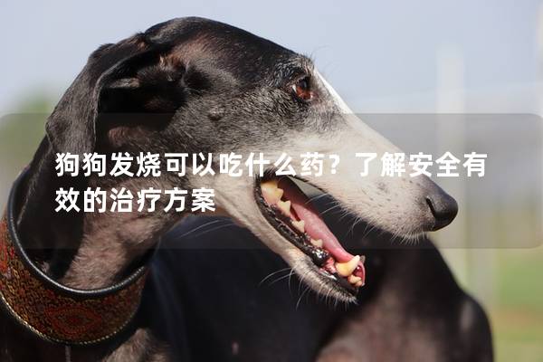 狗狗发烧可以吃什么药？了解安全有效的治疗方案