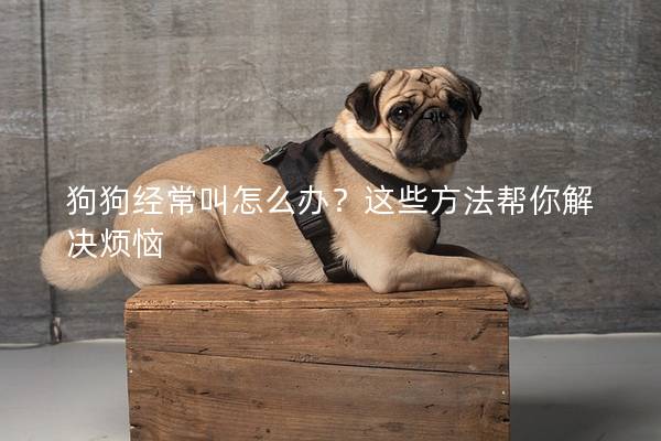 狗狗经常叫怎么办？这些方法帮你解决烦恼