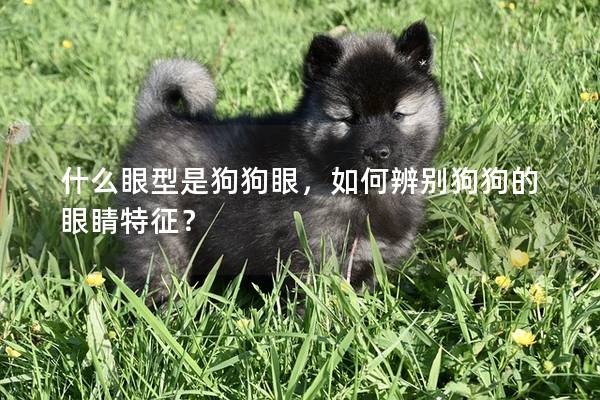 什么眼型是狗狗眼，如何辨别狗狗的眼睛特征？
