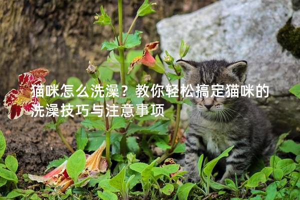 猫咪怎么洗澡？教你轻松搞定猫咪的洗澡技巧与注意事项