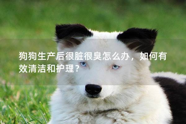 狗狗生产后很脏很臭怎么办，如何有效清洁和护理？