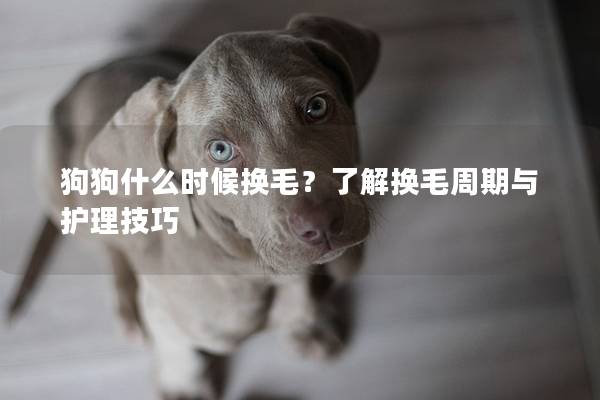 狗狗什么时候换毛？了解换毛周期与护理技巧
