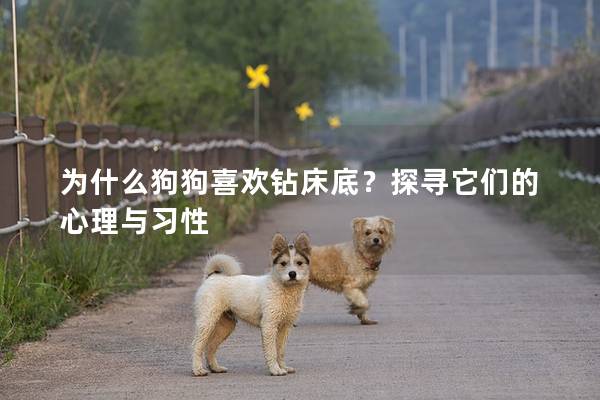为什么狗狗喜欢钻床底？探寻它们的心理与习性
