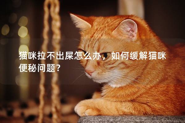 猫咪拉不出屎怎么办，如何缓解猫咪便秘问题？
