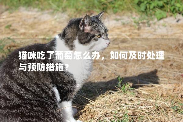 猫咪吃了葡萄怎么办，如何及时处理与预防措施？